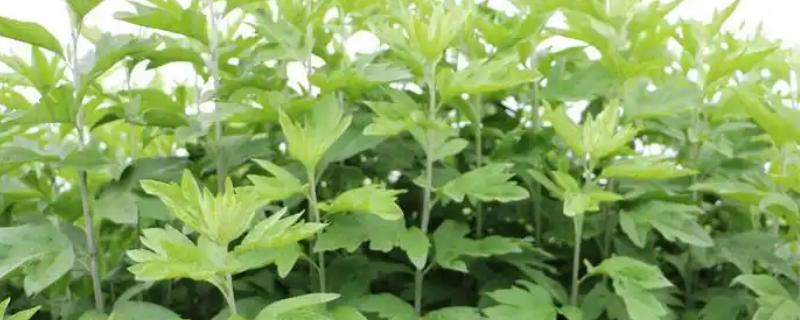 艾草是什么植物，是多年生长的小型灌木类植物