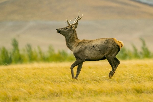 马鹿是哪种动物,是生活在北方森林草原的动物