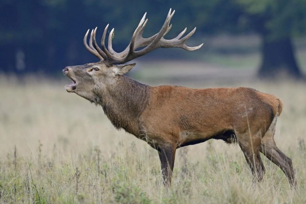 马鹿是哪种动物,是生活在北方森林草原的动物