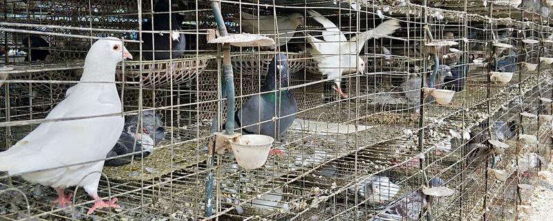养鸽子的方法，针对不同阶段的养殖方法不同