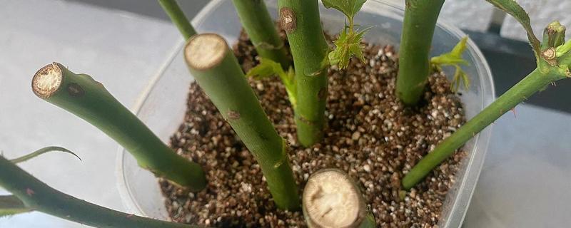 玫瑰的种植方法，在春季的3月份左右种植为佳