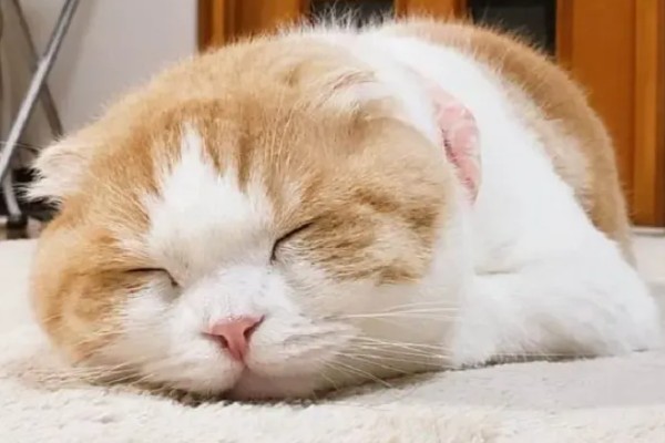 猫咪身上有虱子如何处理,数量较多可连用2-3周体外驱虫药