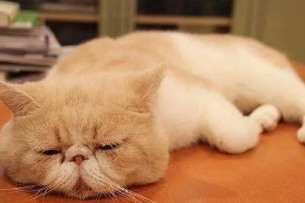 猫咪身上有虱子如何处理,数量较多可连用2-3周体外驱虫药