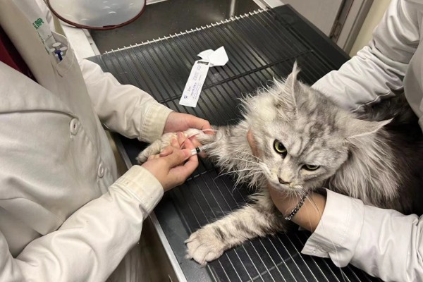 猫咪身上有虱子如何处理,数量较多可连用2-3周体外驱虫药