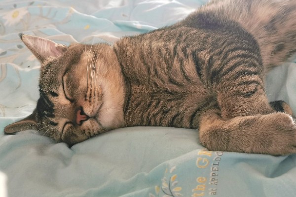 猫咪身上有虱子如何处理,数量较多可连用2-3周体外驱虫药