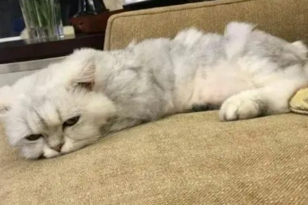 猫咪身上有虱子如何处理,数量较多可连用2-3周体外驱虫药