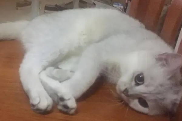 猫咪身上有虱子如何处理,数量较多可连用2-3周体外驱虫药