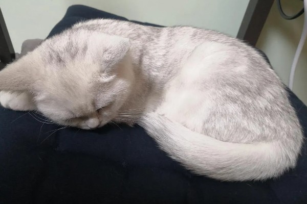 猫咪身上有虱子如何处理,数量较多可连用2-3周体外驱虫药