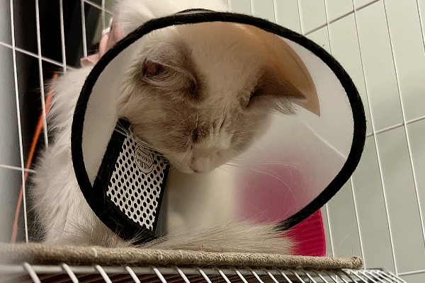 猫咪身上有虱子如何处理,数量较多可连用2-3周体外驱虫药