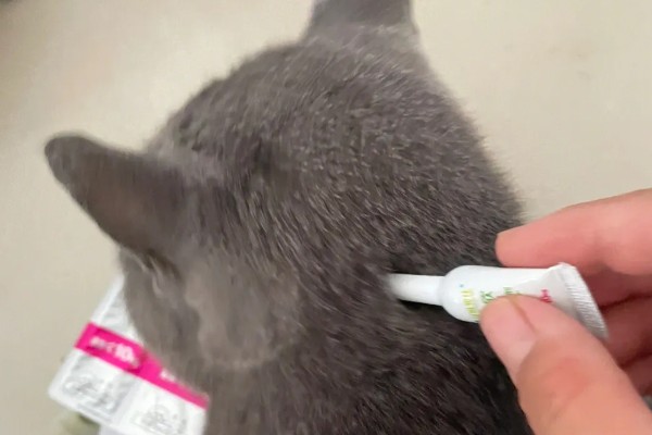 猫咪身上有虱子如何处理,数量较多可连用2-3周体外驱虫药