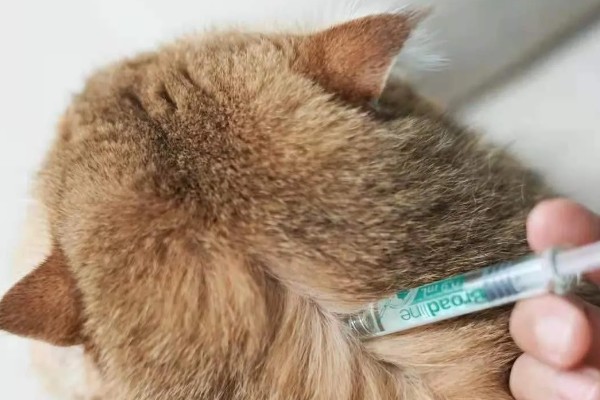 猫咪身上有虱子如何处理,数量较多可连用2-3周体外驱虫药