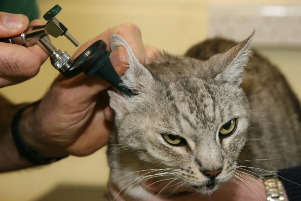 猫咪身上有虱子如何处理,数量较多可连用2-3周体外驱虫药