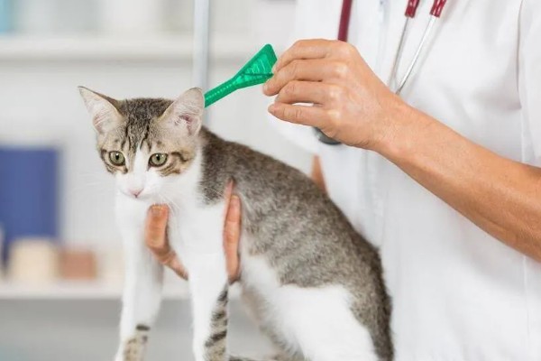 猫咪身上有虱子如何处理,数量较多可连用2-3周体外驱虫药