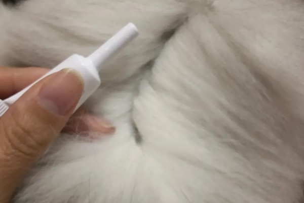 猫咪身上有虱子如何处理,数量较多可连用2-3周体外驱虫药