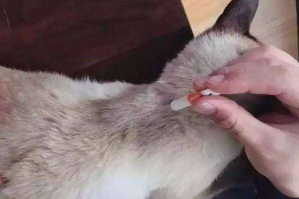 猫咪身上有虱子如何处理,数量较多可连用2-3周体外驱虫药