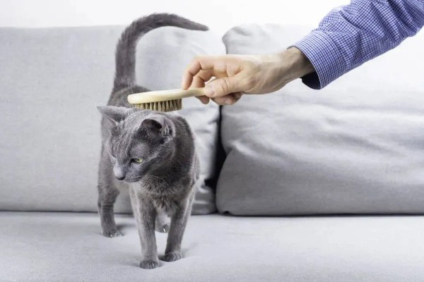 猫咪身上有虱子如何处理,数量较多可连用2-3周体外驱虫药