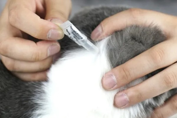 猫咪身上有虱子如何处理,数量较多可连用2-3周体外驱虫药