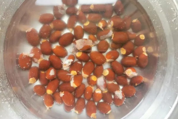 荔枝种子的育苗方法,要使芽眼朝上播撒到土壤中