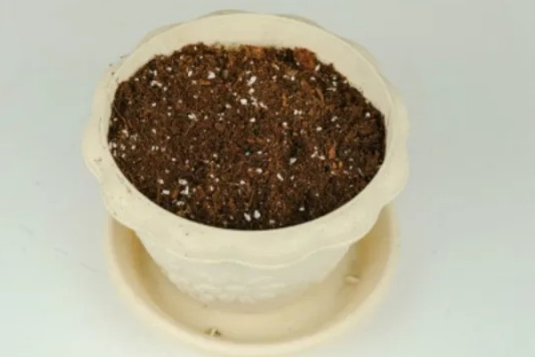 荔枝种子的育苗方法,要使芽眼朝上播撒到土壤中