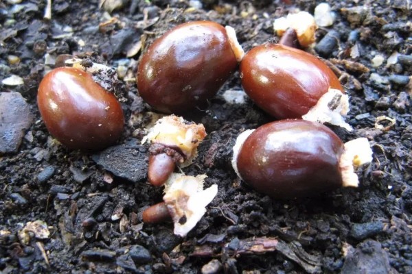 荔枝种子的育苗方法,要使芽眼朝上播撒到土壤中