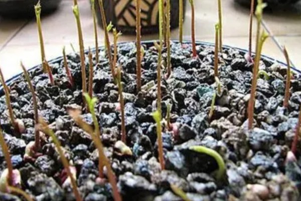 荔枝种子的育苗方法,要使芽眼朝上播撒到土壤中