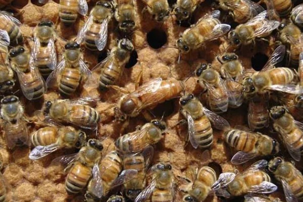 冬天蜂王怎么介入蜂群中,建议采用间接介王法