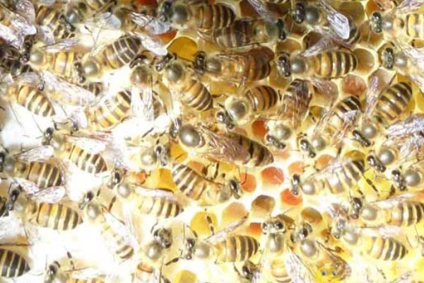 冬天蜂王怎么介入蜂群中,建议采用间接介王法