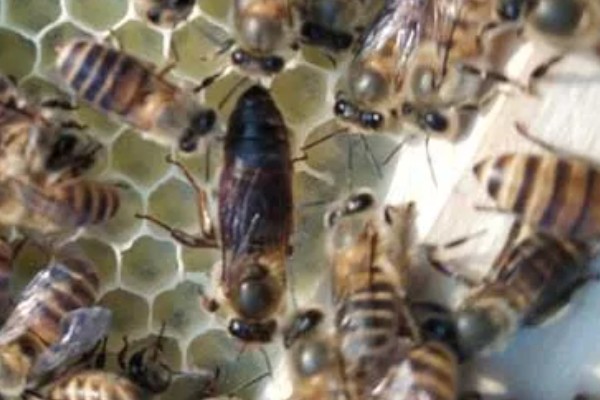 冬天蜂王怎么介入蜂群中,建议采用间接介王法