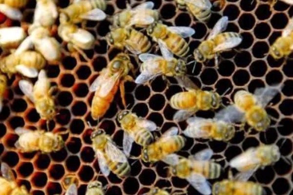 冬天蜂王怎么介入蜂群中,建议采用间接介王法