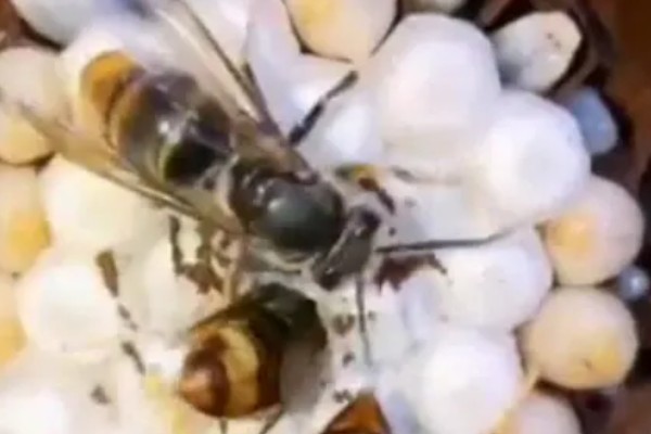 冬天蜂王怎么介入蜂群中,建议采用间接介王法