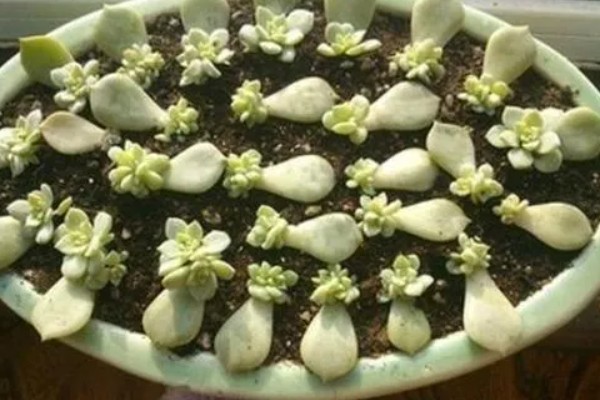 缺口花盆怎么种才能不掉土，先要用土壤填补缺口下端