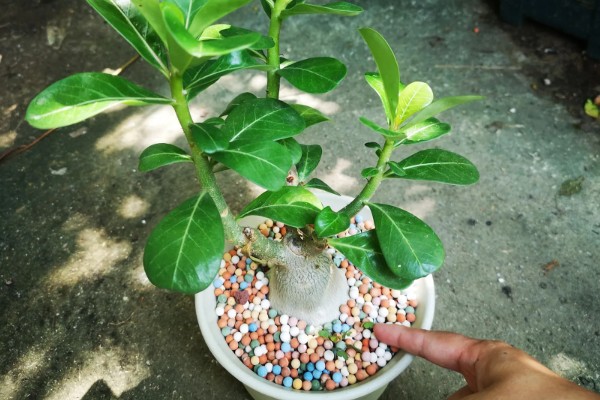 缺口花盆怎么种才能不掉土，先要用土壤填补缺口下端