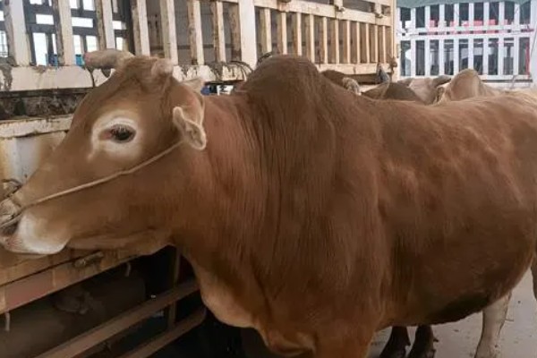 800斤土黄牛能出多少肉，一般可以产出320斤左右牛肉