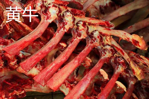 800斤土黄牛能出多少肉，一般可以产出320斤左右牛肉
