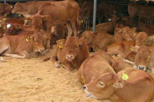 选购黄牛苗的方法,年龄以1.5-2岁或15-21月龄为宜