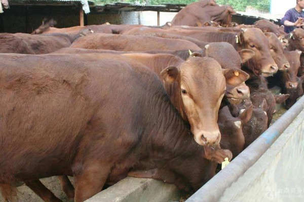 选购黄牛苗的方法,年龄以1.5-2岁或15-21月龄为宜