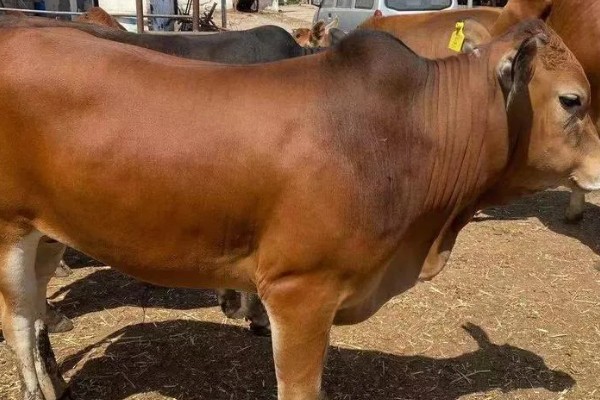 选购黄牛苗的方法,年龄以1.5-2岁或15-21月龄为宜