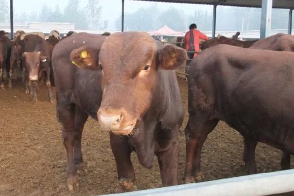 选购黄牛苗的方法,年龄以1.5-2岁或15-21月龄为宜