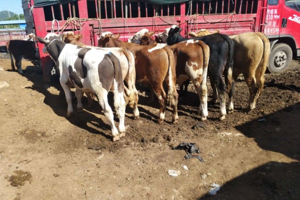 选购黄牛苗的方法,年龄以1.5-2岁或15-21月龄为宜