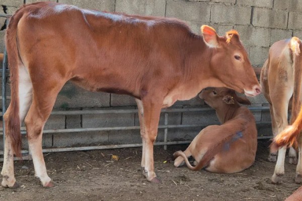 选购黄牛苗的方法,年龄以1.5-2岁或15-21月龄为宜