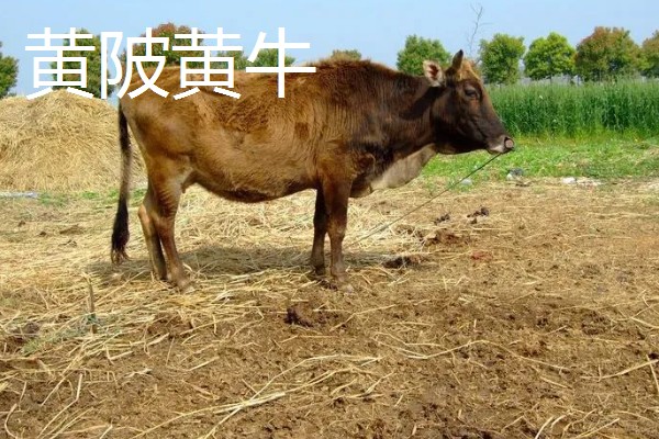 选购黄牛苗的方法,年龄以1.5-2岁或15-21月龄为宜