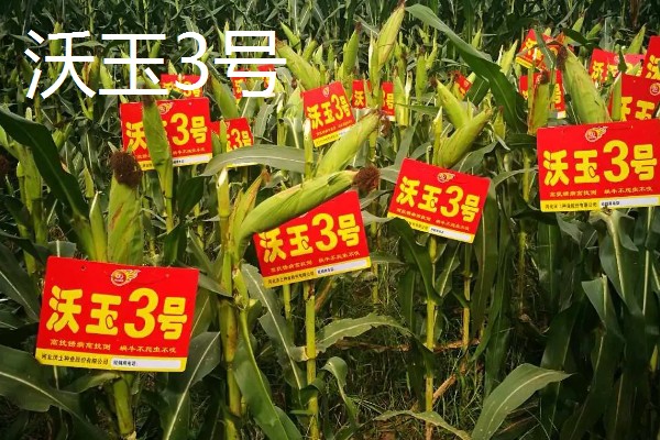 哪些玉米产量高,MC670创造了我国单产最高纪录