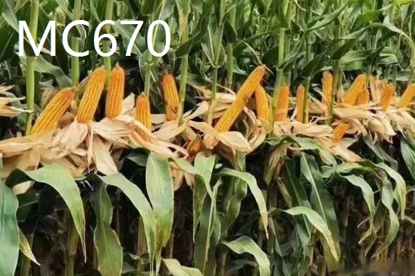 哪些玉米产量高,MC670创造了我国单产最高纪录