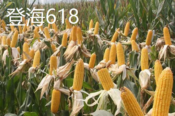 哪些玉米产量高,MC670创造了我国单产最高纪录