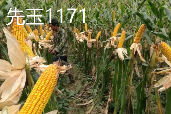 哪些玉米产量高,MC670创造了我国单产最高纪录