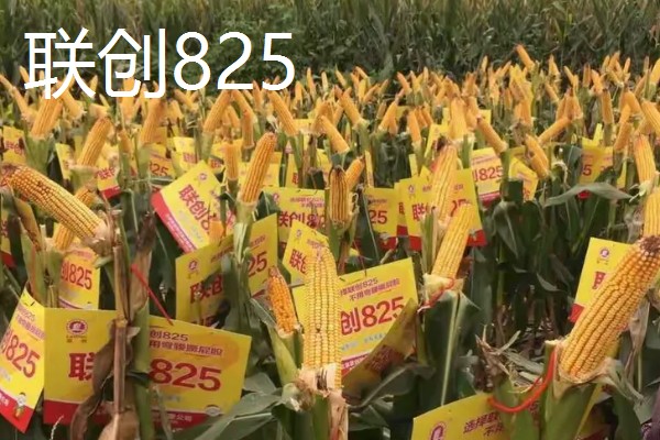 哪些玉米产量高,MC670创造了我国单产最高纪录