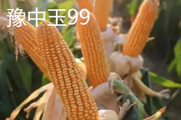 哪些玉米产量高,MC670创造了我国单产最高纪录