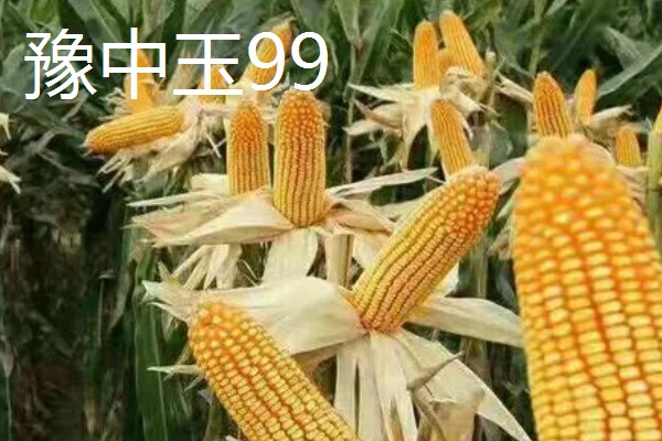 哪些玉米产量高,MC670创造了我国单产最高纪录