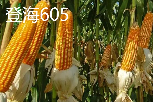 哪些玉米产量高,MC670创造了我国单产最高纪录