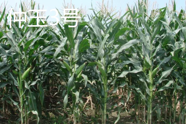 哪些玉米产量高,MC670创造了我国单产最高纪录